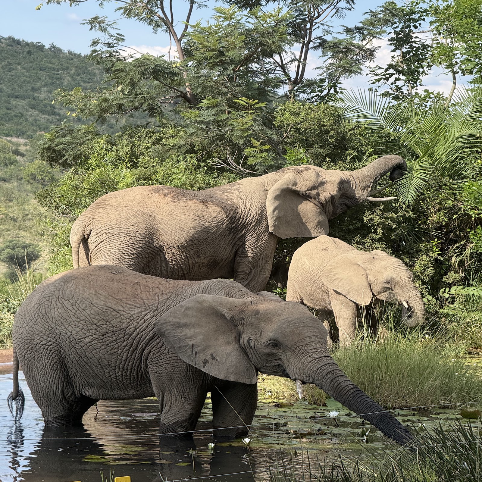 Elefantes próximos ao lago durante a África Lodge Experience na África do Sul
